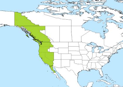 pacific daylight time